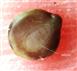  Seed